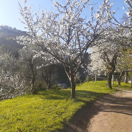 Quinta Dos Carvalhos The Wine House Farm In Center Of Lamego - Capital Of The Douro Villa Bagian luar foto