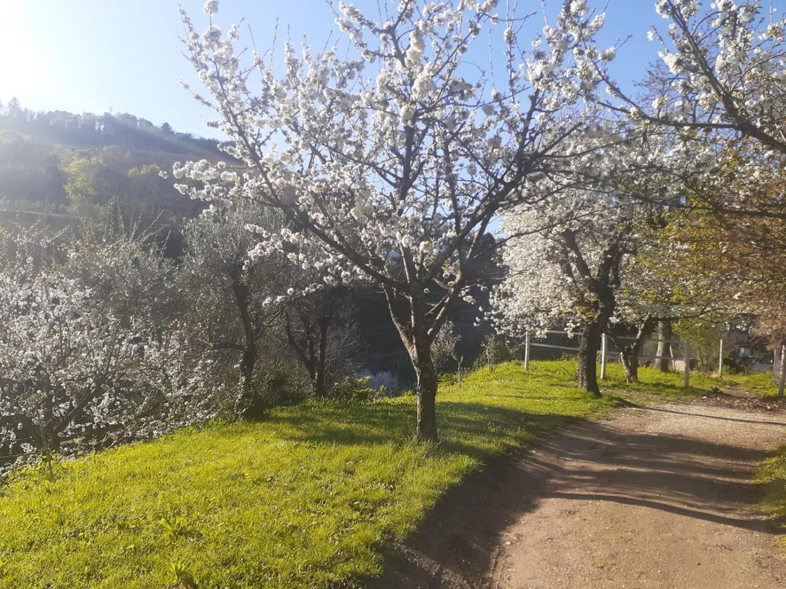 Quinta Dos Carvalhos The Wine House Farm In Center Of Lamego - Capital Of The Douro Villa Bagian luar foto